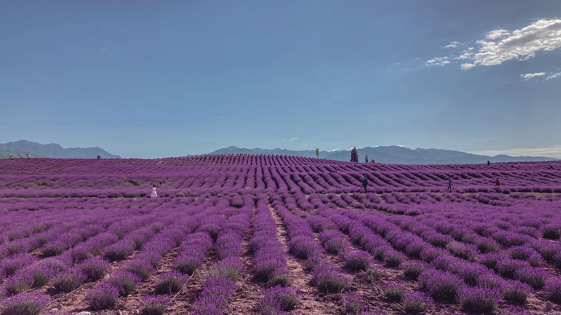 新疆伊犁薰衣草  伊犁,位于新疆西天山南北两支之间的伊犁河谷内.