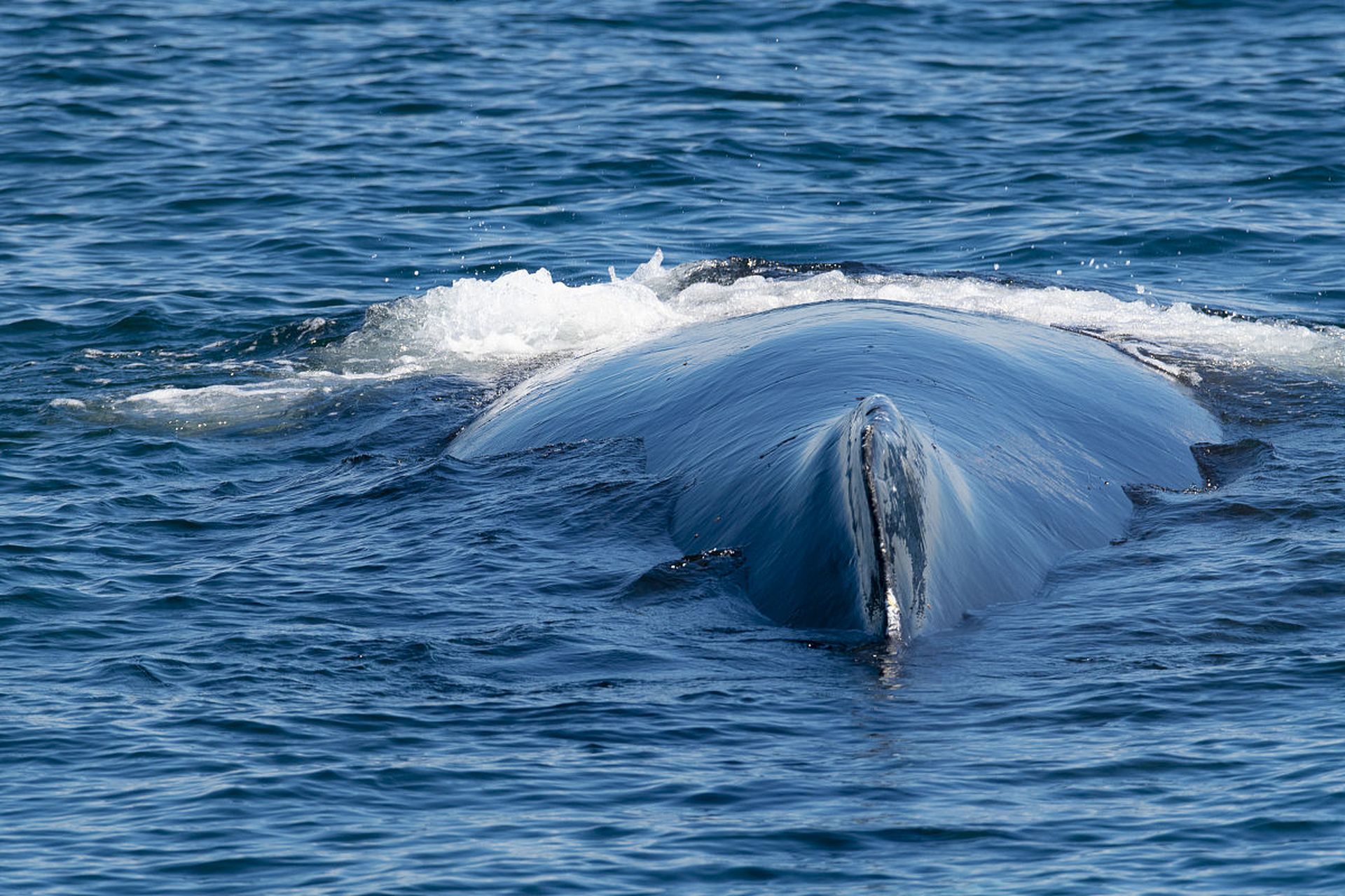 科普知识# 你是否知道,鲸鱼是世界上最大的哺乳动物之一,而它们的