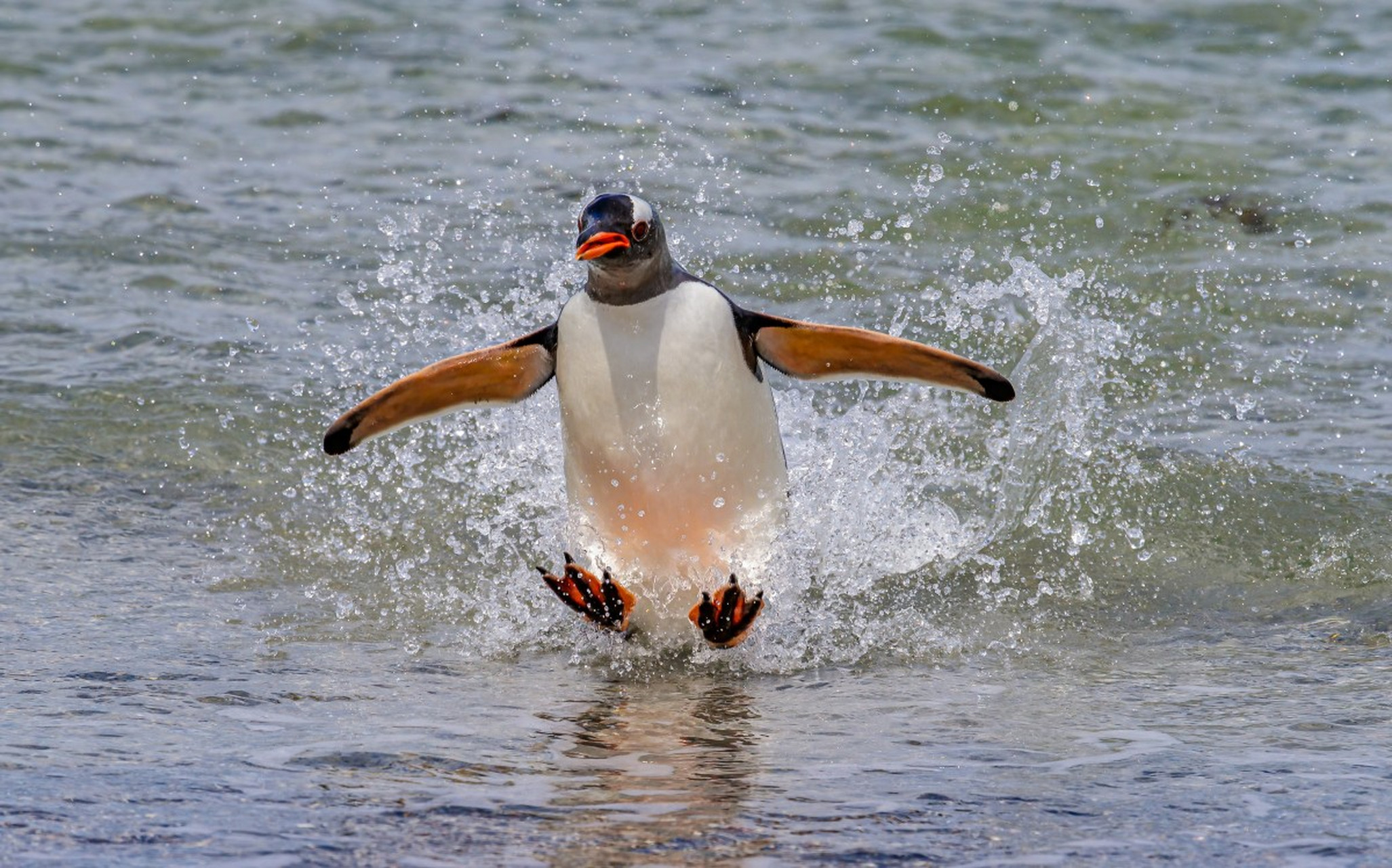 企鹅是南极洲的居民,是世界上最可爱的企鹅之一