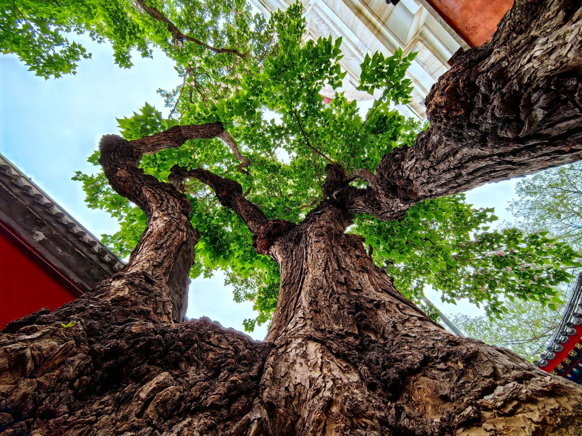 "百木之王"楸树,淡粉色花朵宛如撑开的花伞