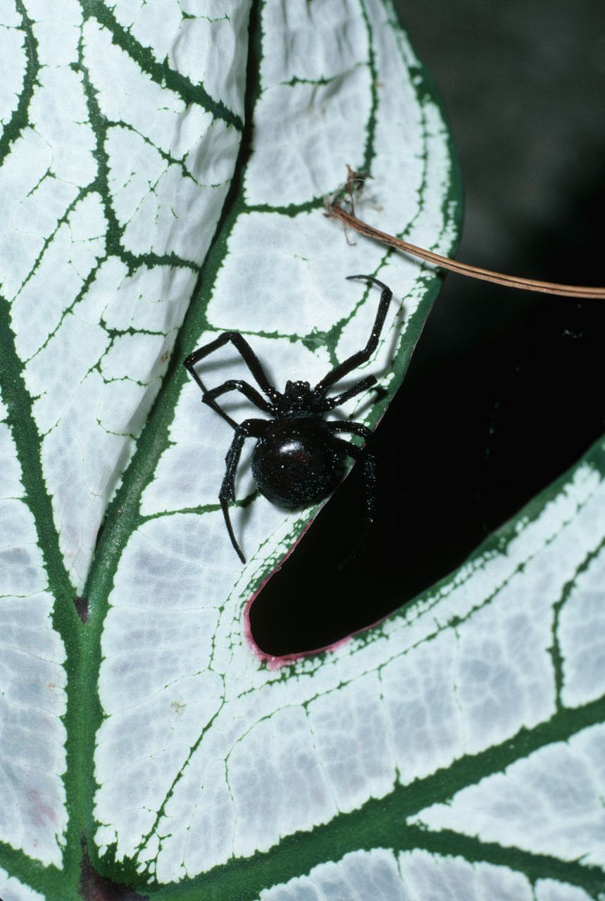 1,黑寡妇的分类 黑寡妇蜘蛛不是特定种类的蜘蛛,它们一般只在一个属中