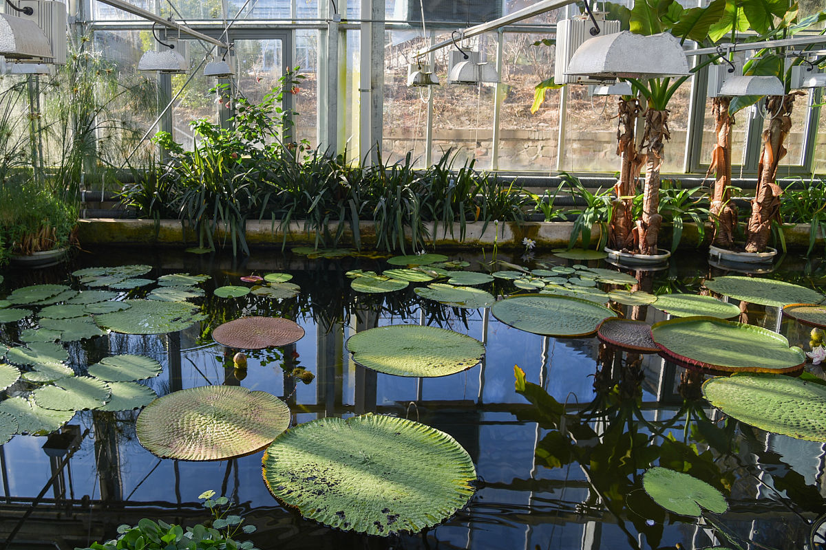 城市河流湿地水生植物种植特性及配置