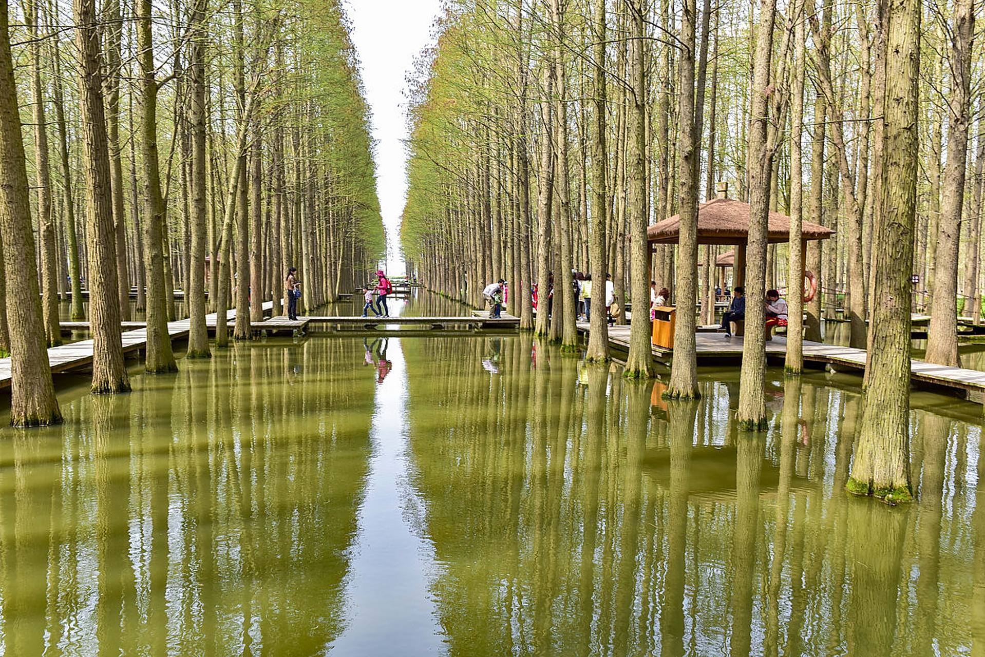 金湖水上森林公园坐落于江苏金湖县涂沟镇唐港,占地1.