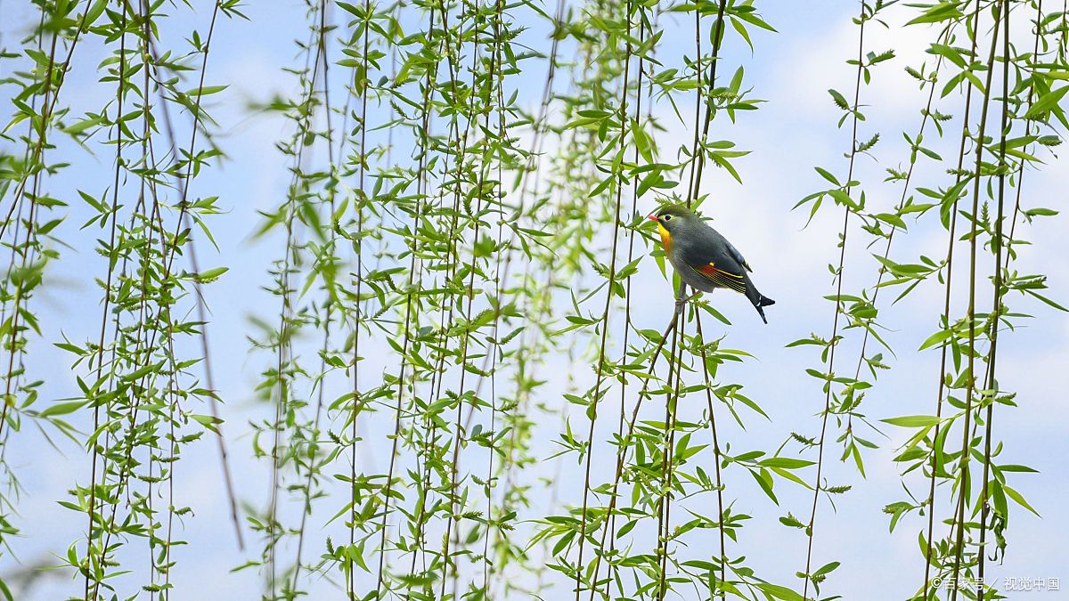 巧对对联,上联:黄鹂晨间鸣翠柳