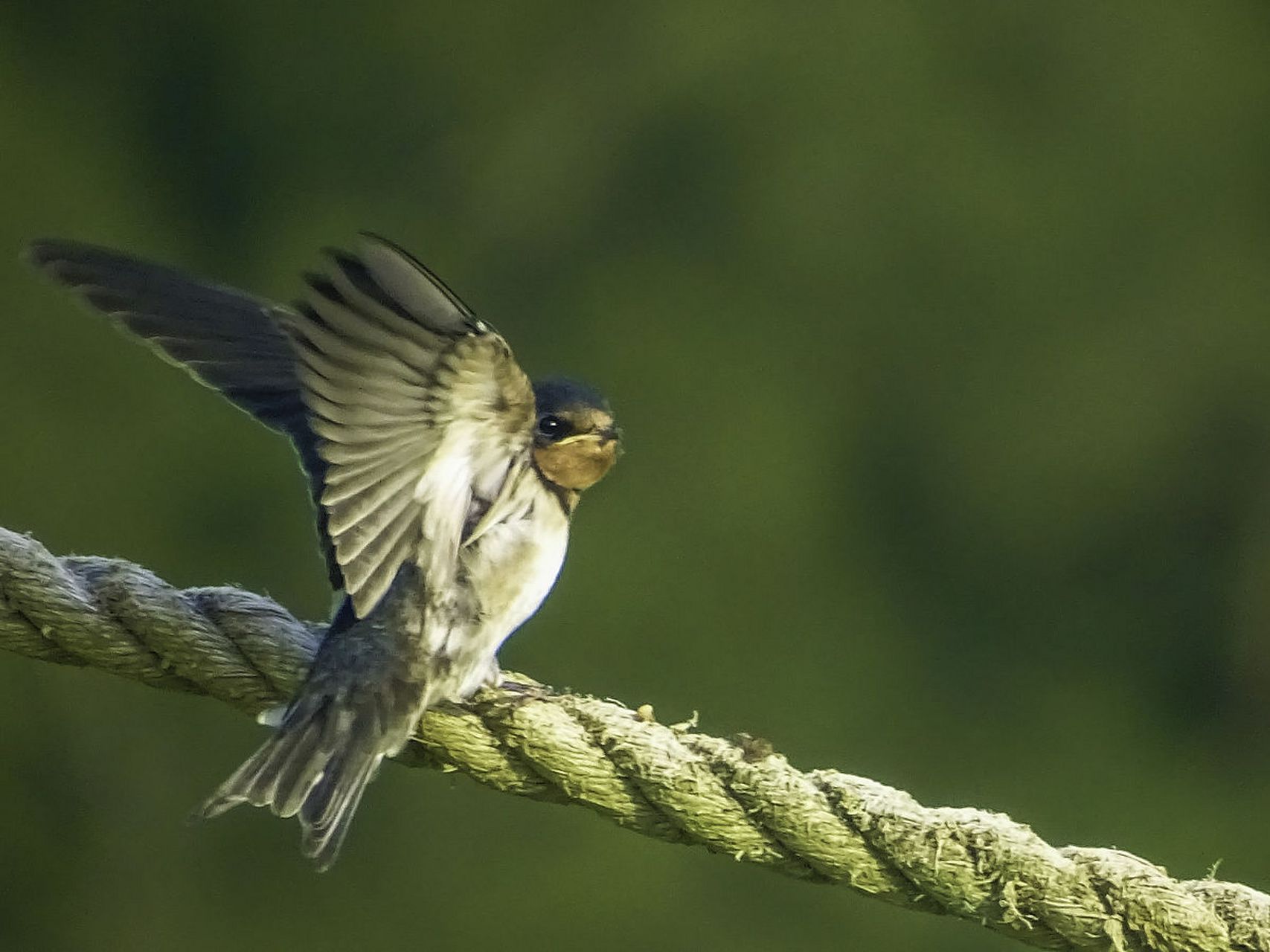 小燕子在选择筑巢的地方时,竟然也有着极高的讲究,令人惊奇不已!