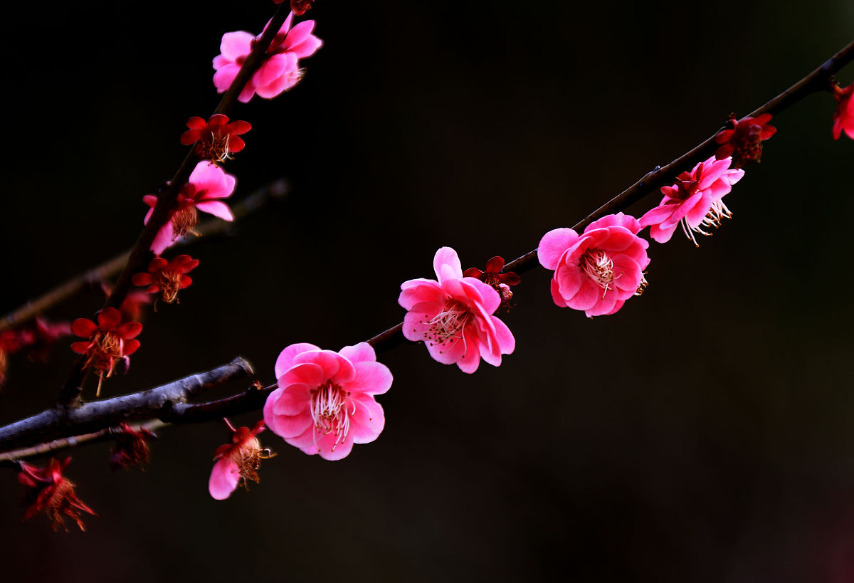 月华凝雪谁怜影,点点梅花绽一枝.七绝:《一枝梅》