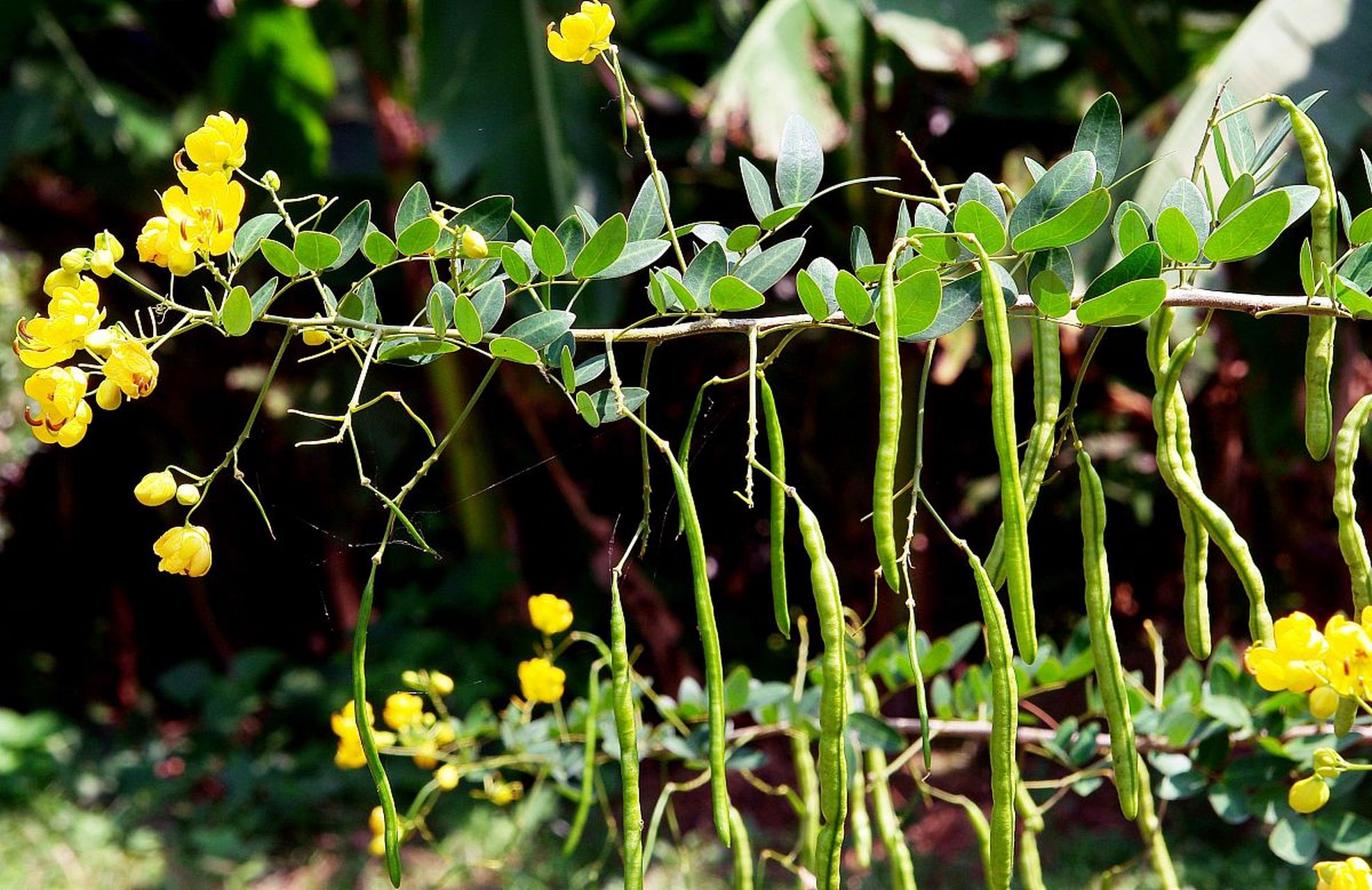 中药草决明治疗高血压,高血脂,眩晕临证验效满意【供你参考】  中医
