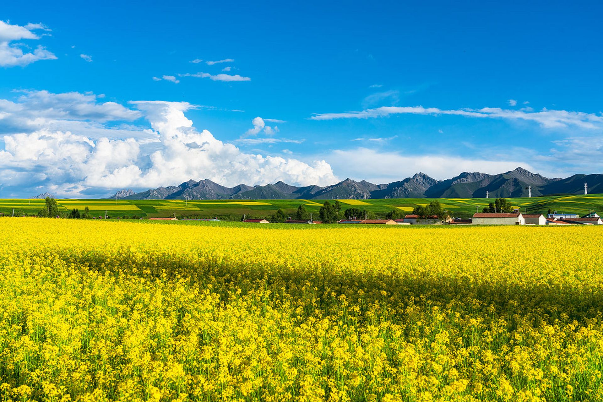 在郊外田野上最引人注目的,  莫过于那漫山遍野的油菜花,  与蓝天白云