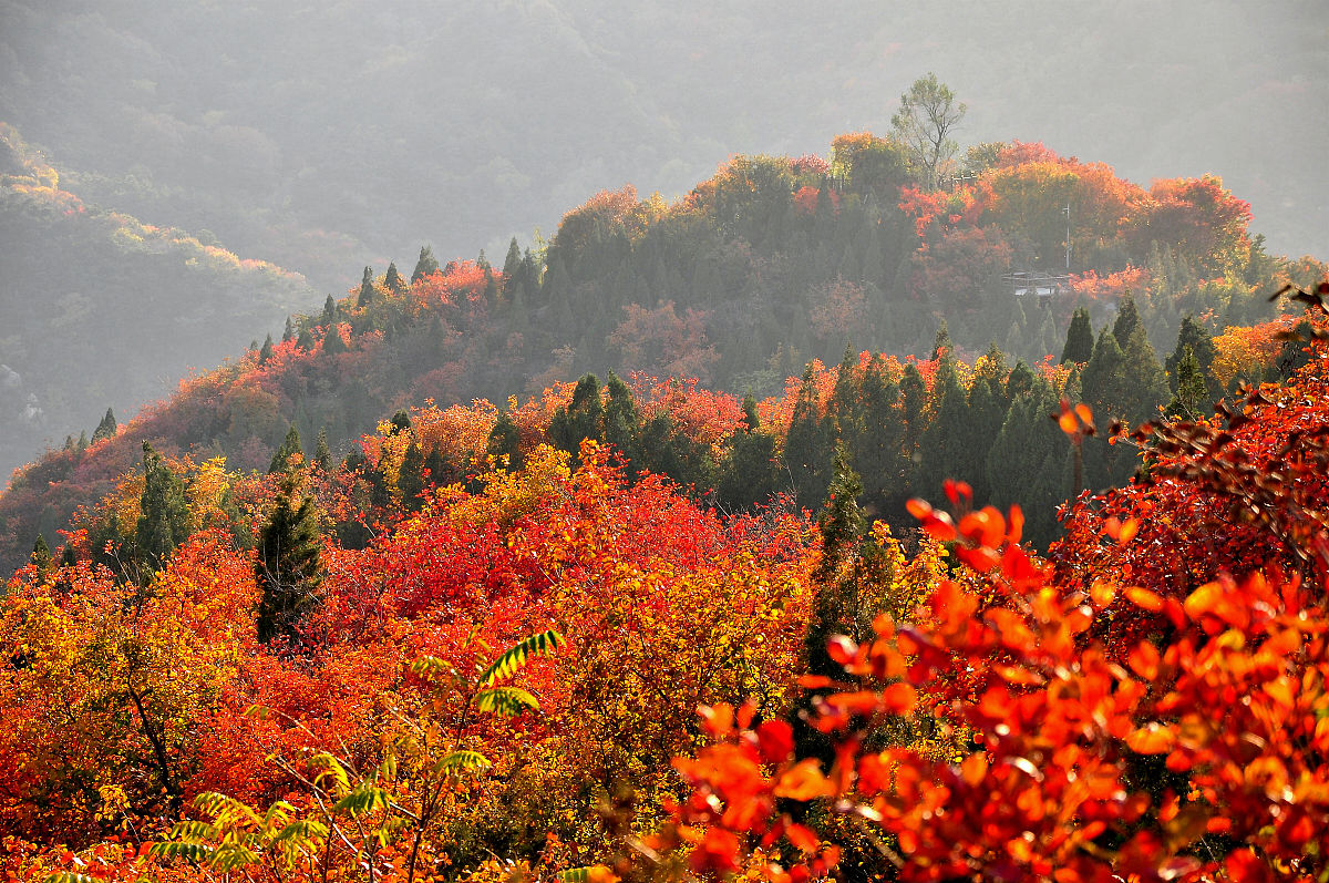 北京香山红叶图片大全图片