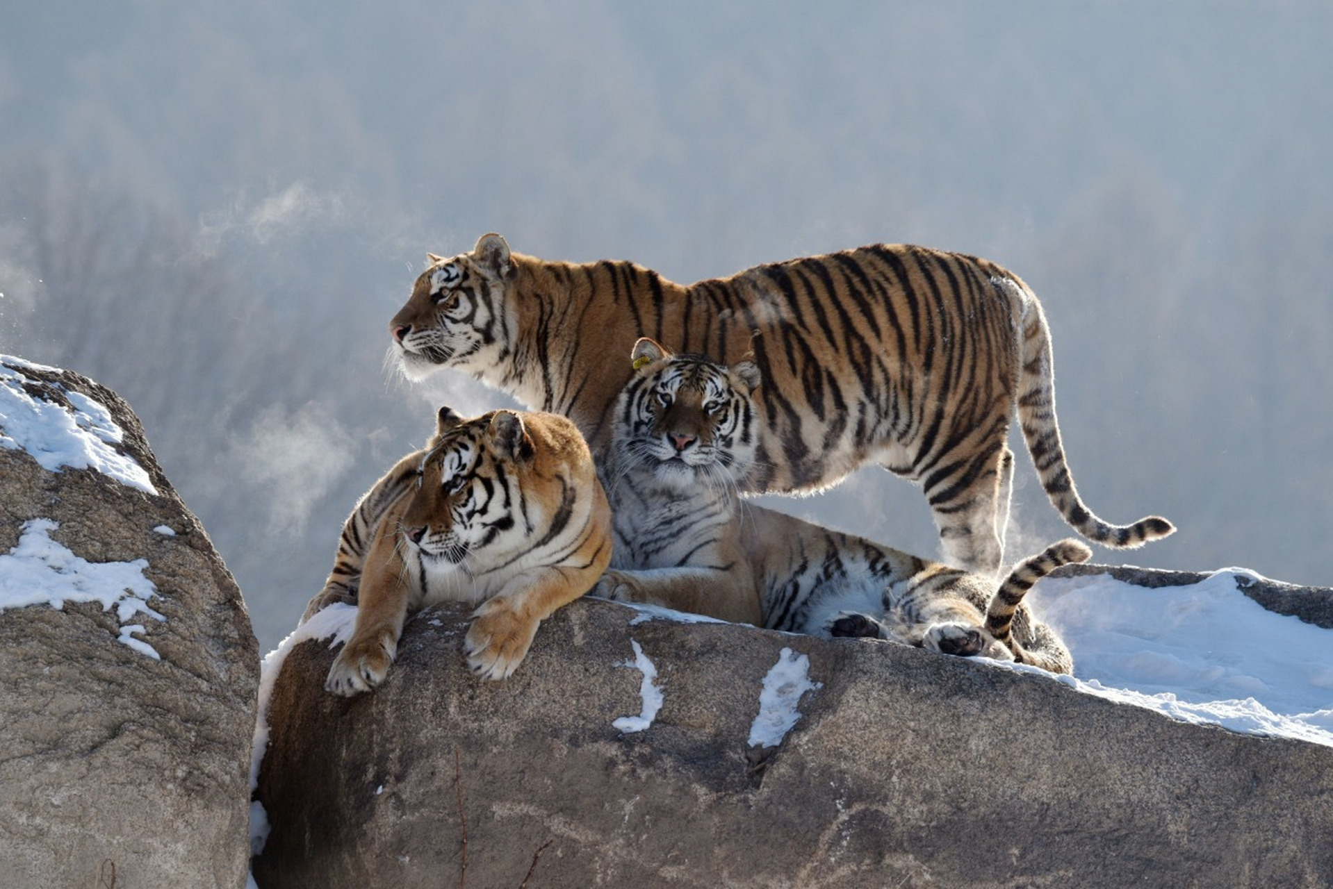 让我们一起关注东北虎的保护,为未来的生态平衡努力.#自然趣图