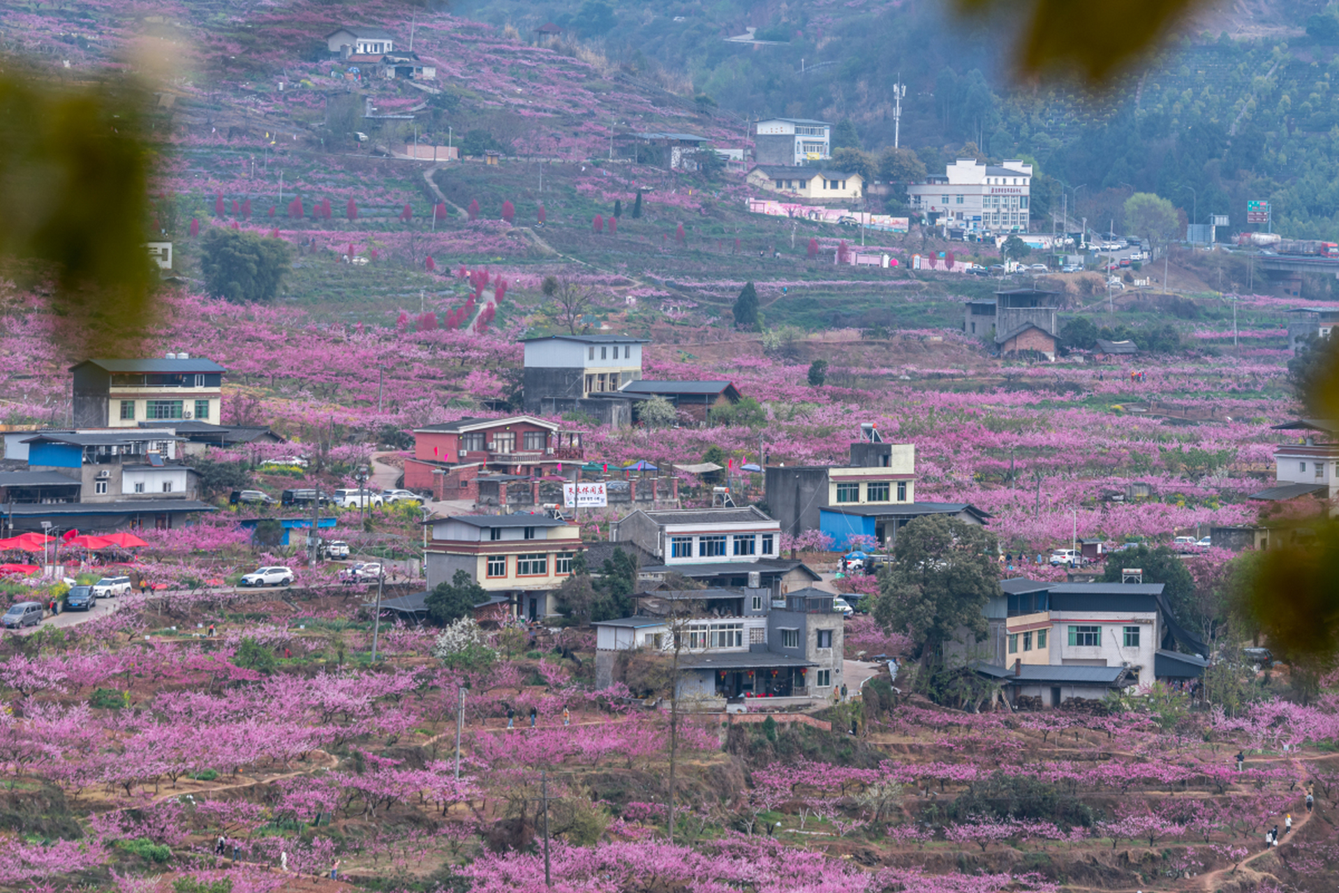 成都龙泉桃花图片