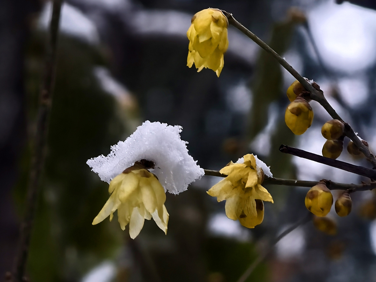 谁能拒绝冬日暖阳与腊梅共舞?日照植物园邀你邂逅黄金雪霁的诗意
