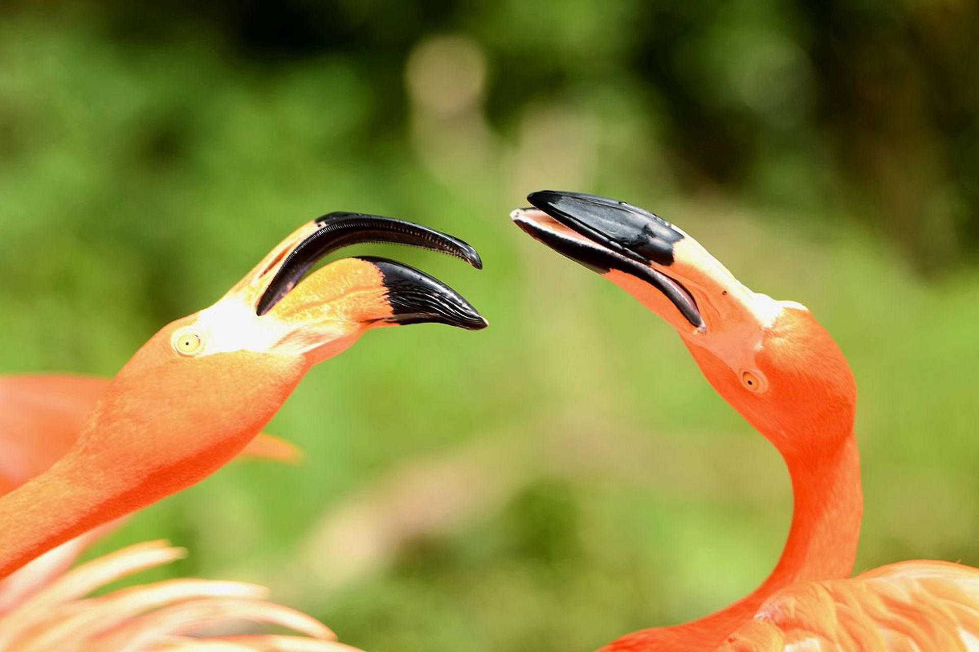 动物趣图# 火烈鸟,弯钩嘴,大长腿,红羽衣