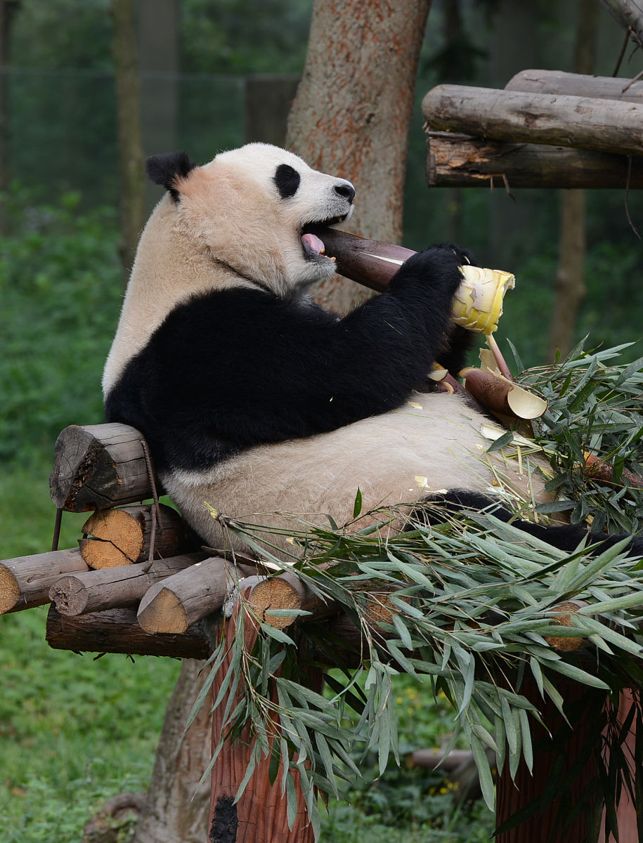 我国历史上的熊猫外交有哪些# 5月31日,中国驻韩国大使邢海明访问