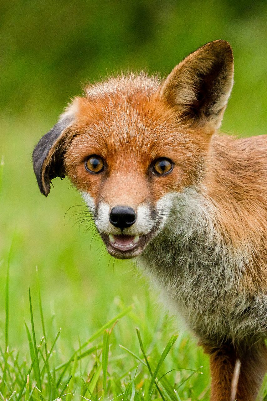 动物趣图# 一只耳朵逆向生长,反而有种不对称的美