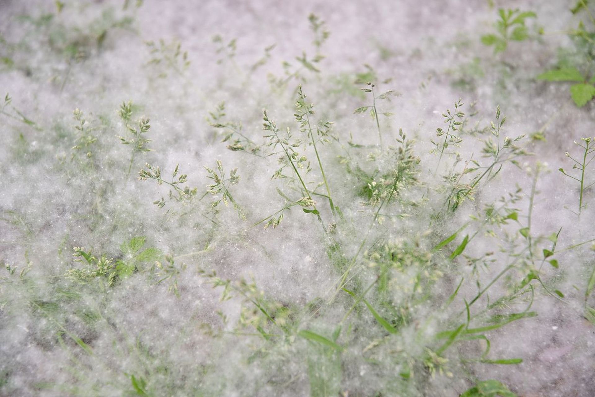 绿杨芳草长亭路,  满眼游丝兼落絮.