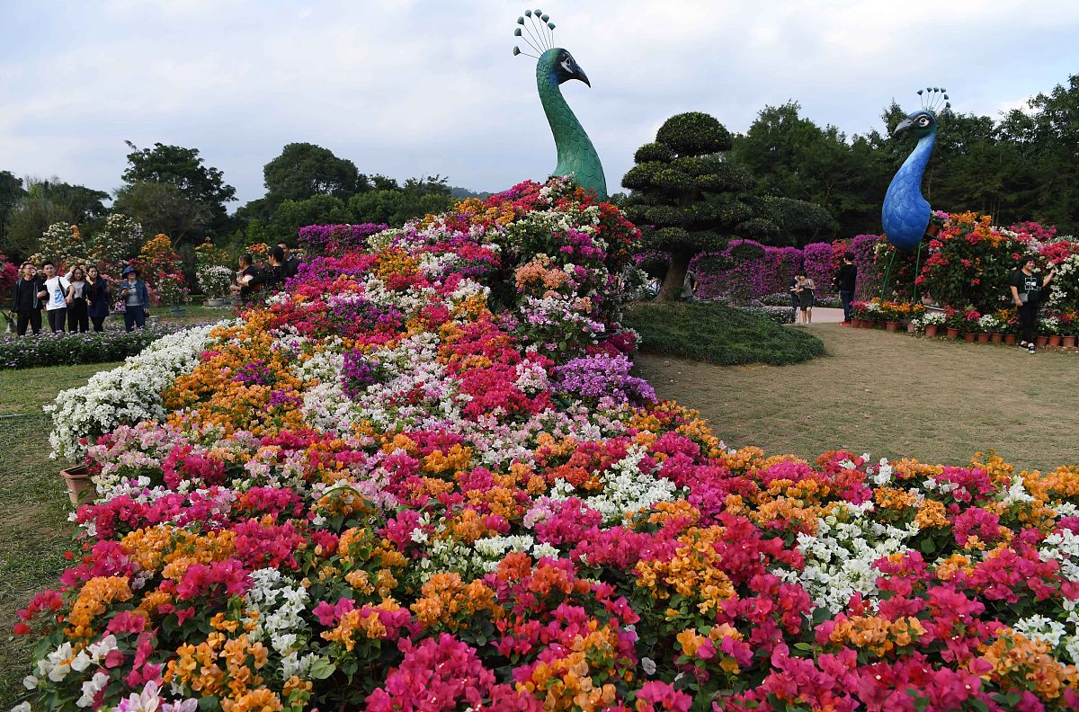 深圳市市花-簕杜鹃