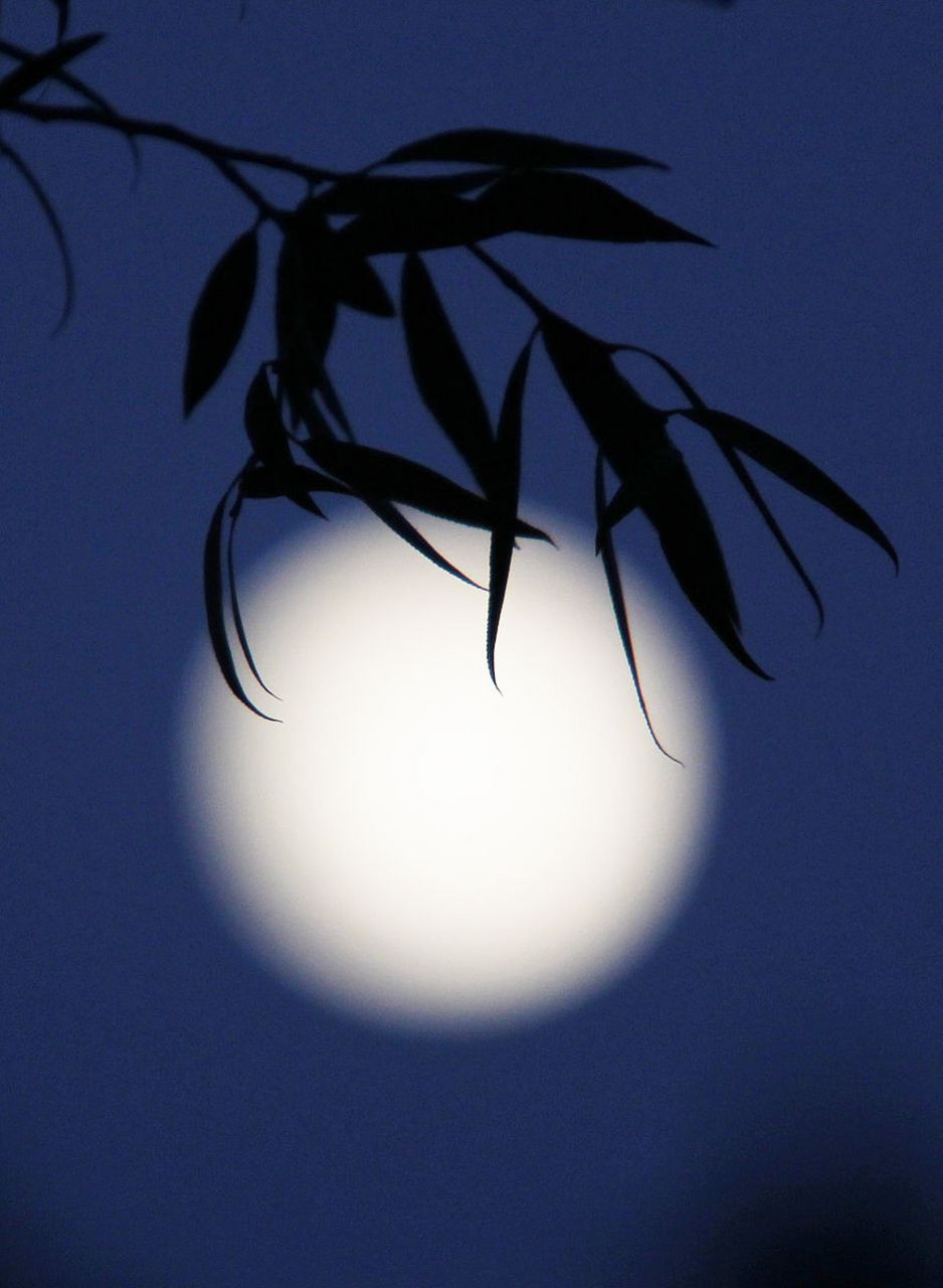 《秋夜曲》王维 桂魄初生秋露微,轻罗已薄未更衣.