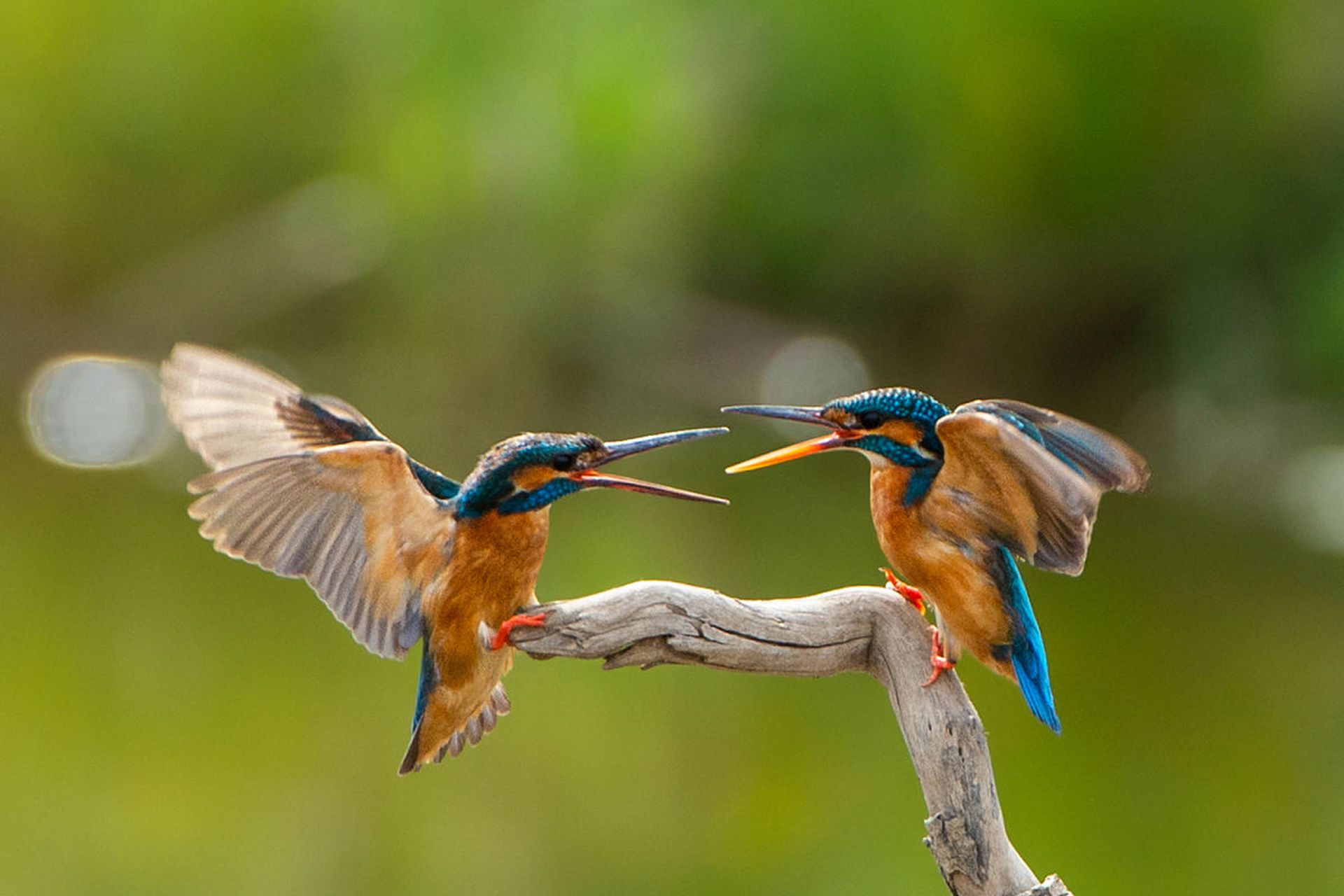 国内文旅# "  愿为晨风鸟,双飞翔北林 . " 676767