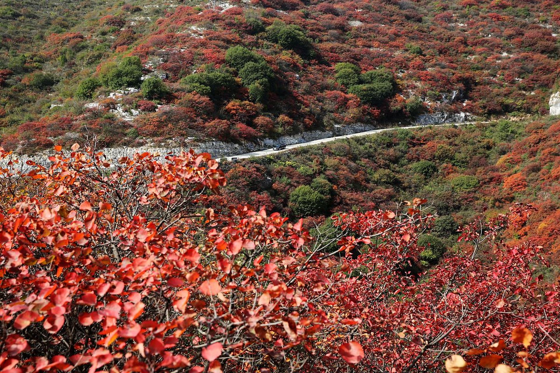 那就来淄博红叶柿岩风景区吧!
