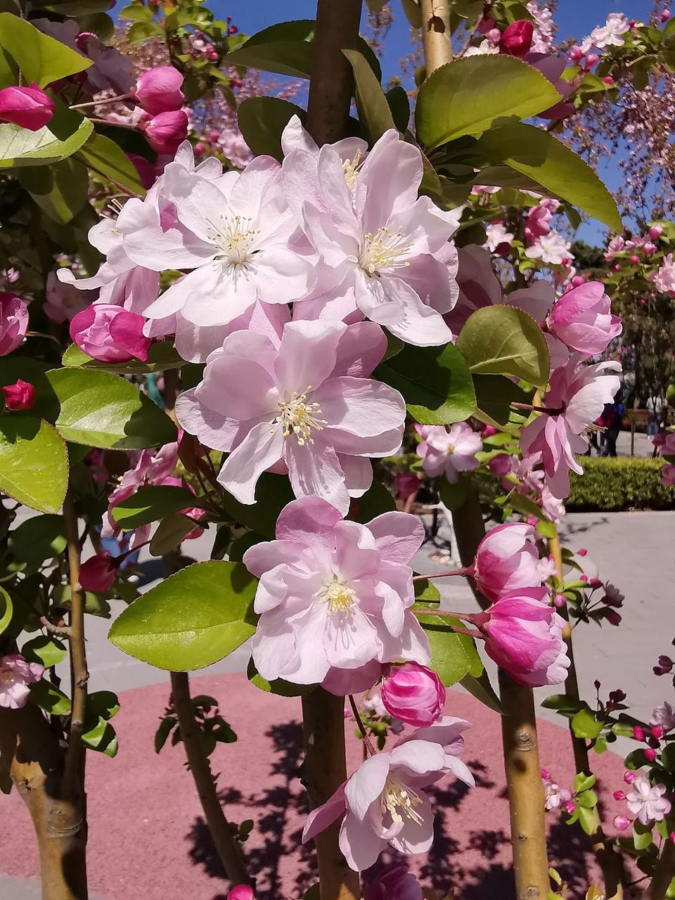 家里养棵海棠花,"玉堂富贵"寓意好 家居有小院,又喜欢赏花,就养棵海棠