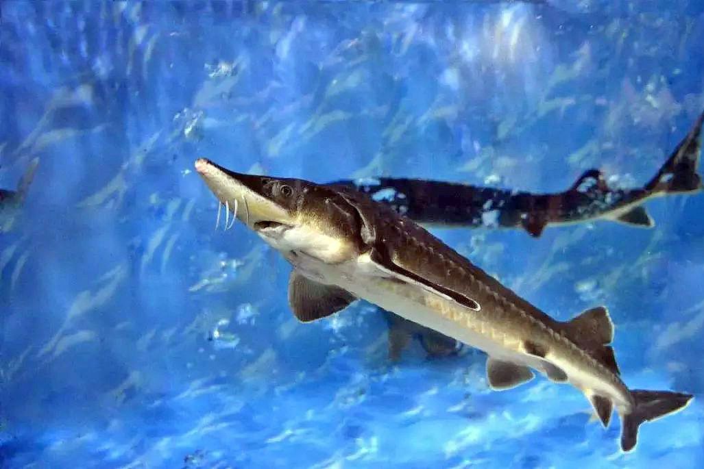 中华鲟是底栖鱼类,喜欢栖息在江底冲刷的砾石上,食性较狭窄,以动物性