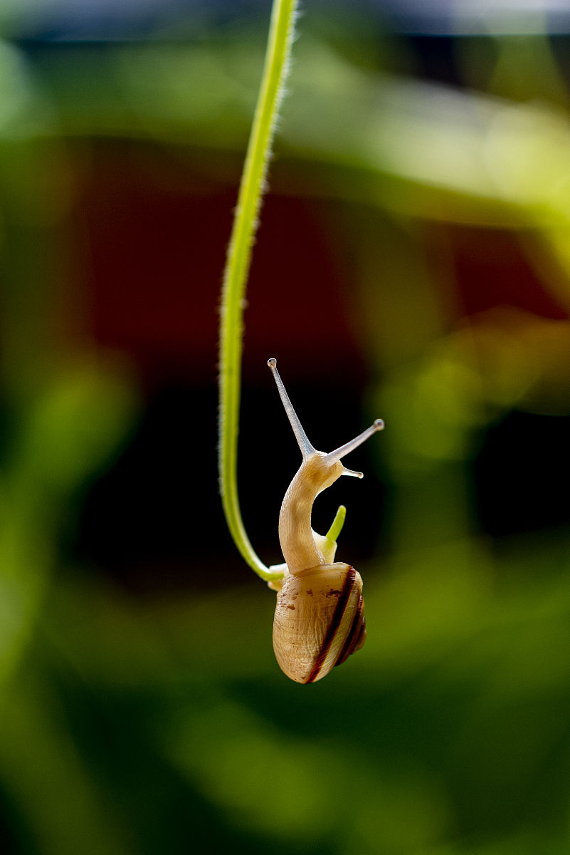 一只小小的蜗牛