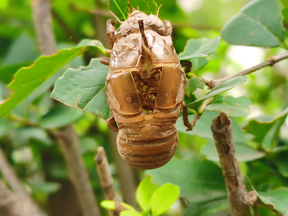 生物学特征 知了猴是蝉的若虫阶段,学名蚱蝉若虫,属于半翅目蝉科