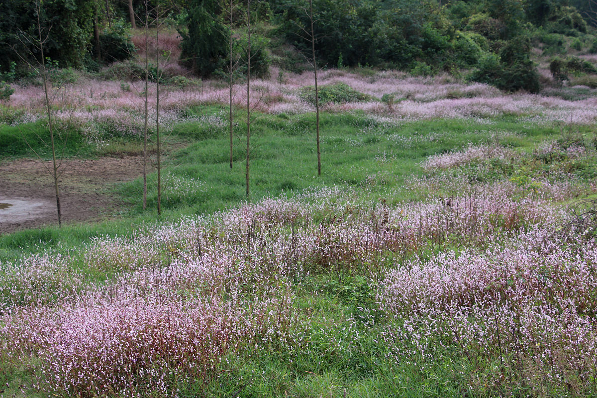 上海徐汇梦公园隐藏在大都市的景色