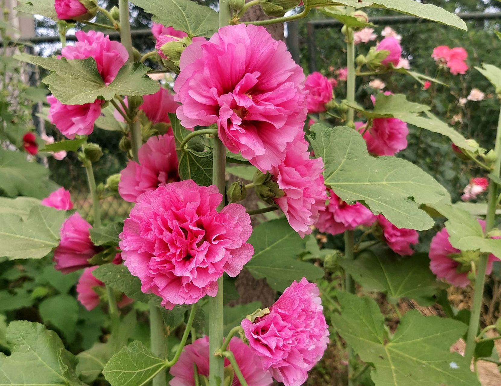 蜀葵花又叫大麦熟,还叫一丈红,在容姐所在的河北石家庄晋州这里,又叫