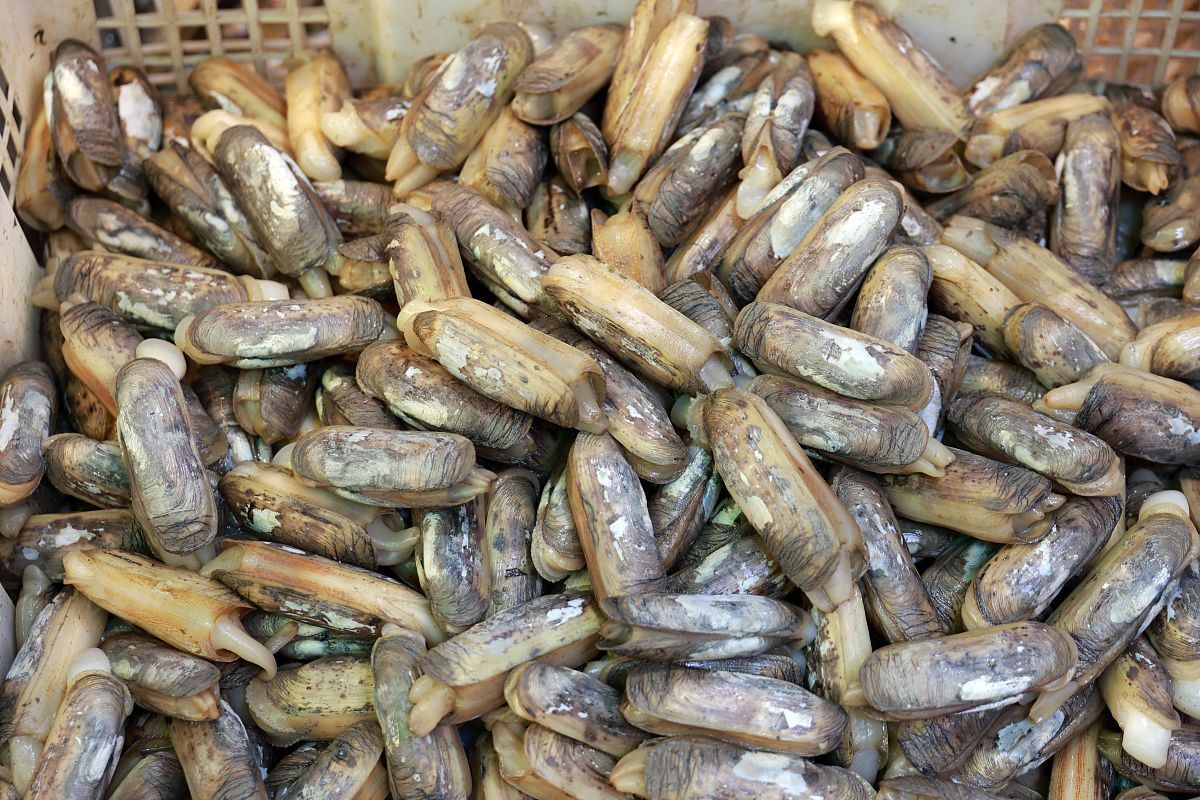 尝鲜又养生的蒜蓉海圣子!掌握简单烹饪技巧,美味即成!