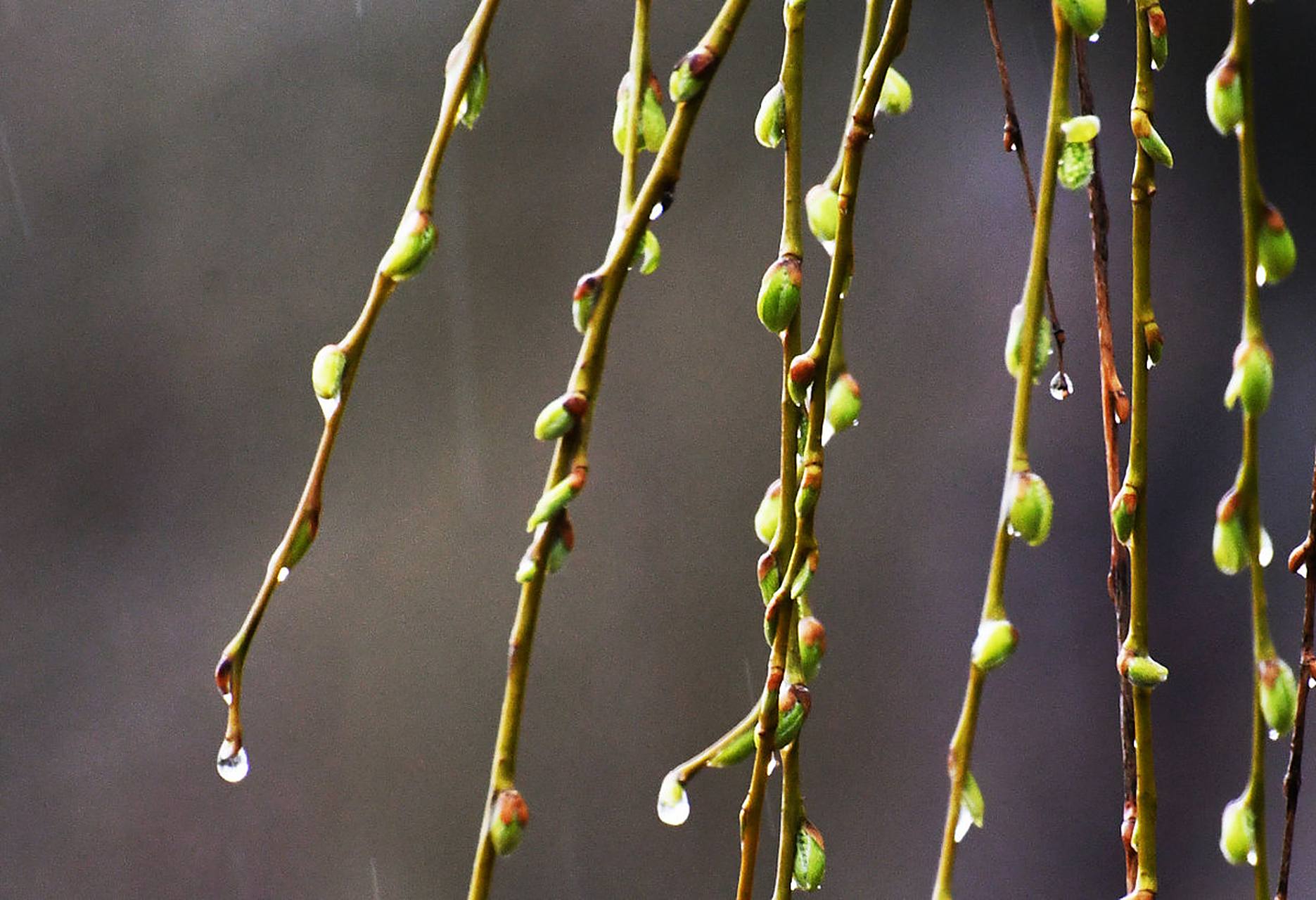 春天来了,花骨朵就要出来了,柳树也即将抽出嫩芽