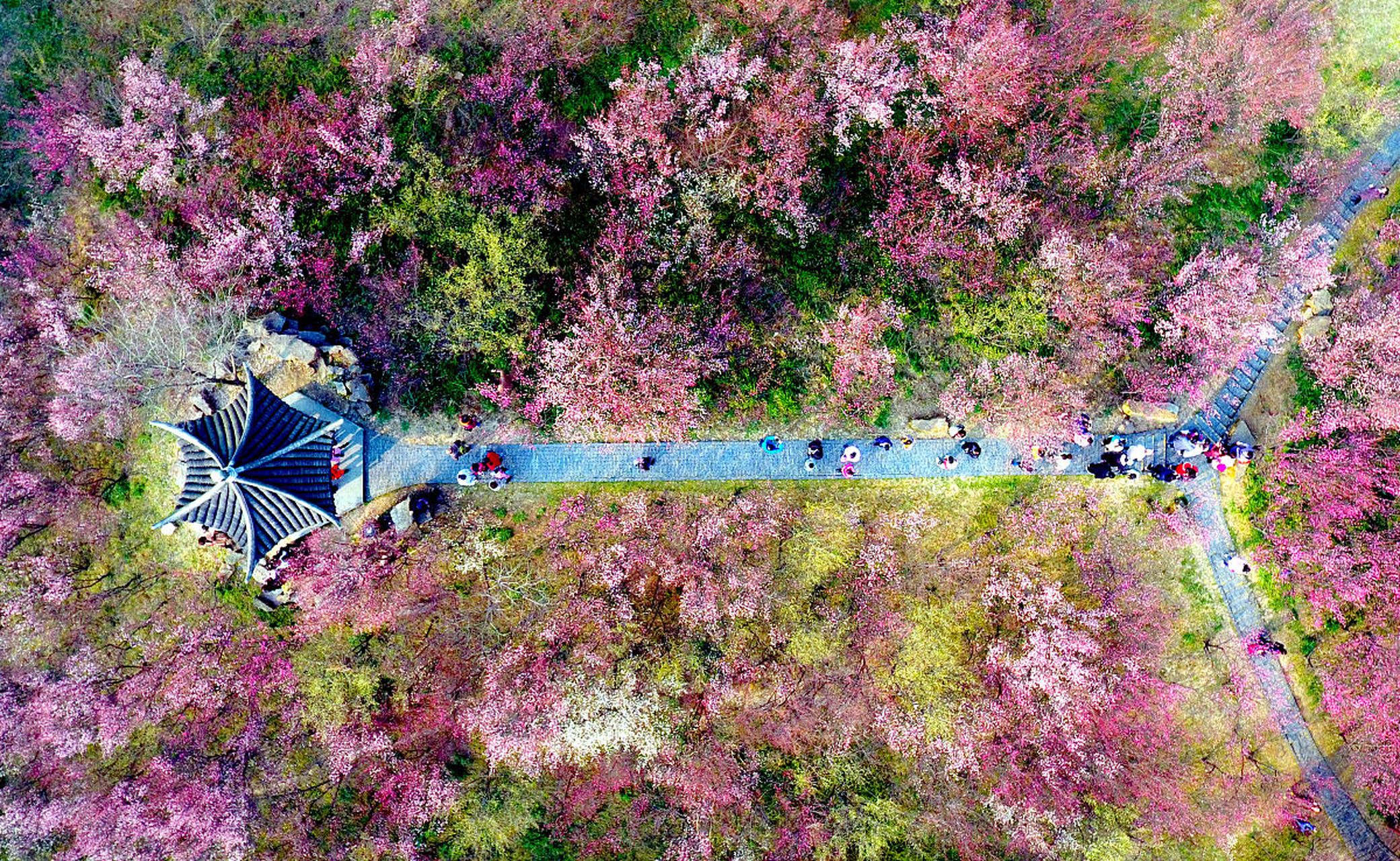 泗洪桃花岛风景区图片