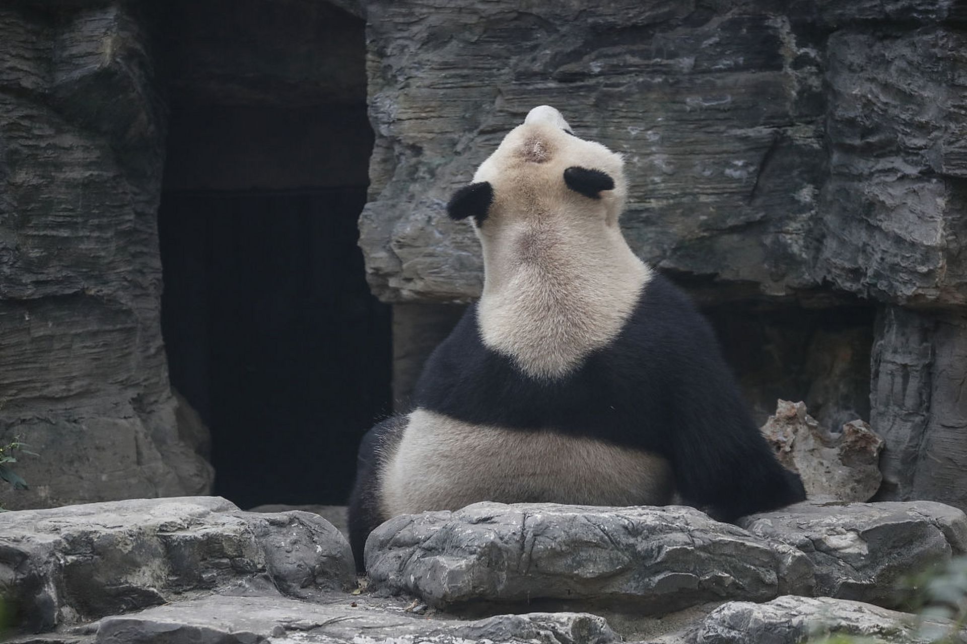 大熊猫雄性个体稍大于雌性.体型肥硕,丰腴富态,头圆尾短,头躯长1.2-1.