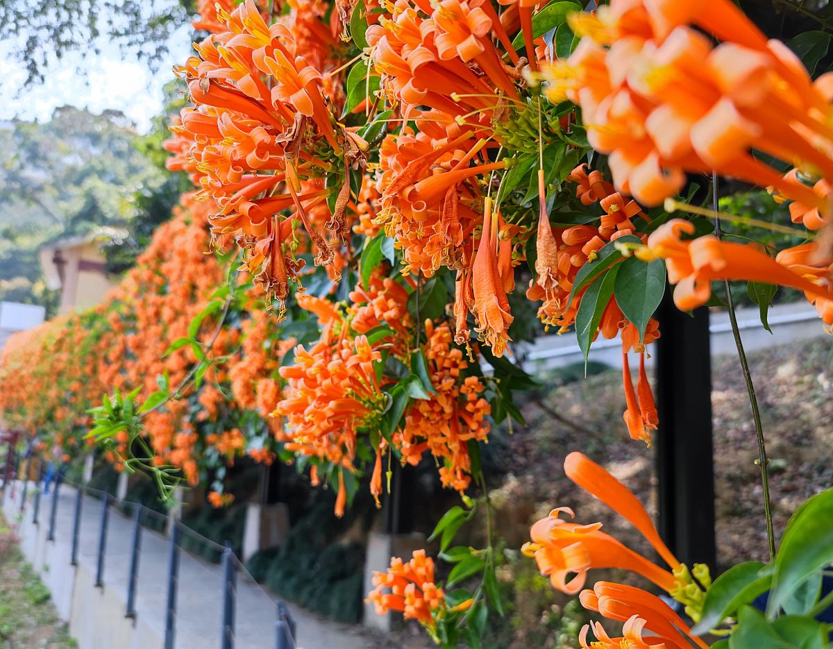 鞭炮花的样子描写图片