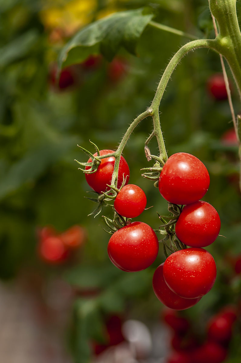 番茄低温炼芽,提高发芽率,促进生长,增强抗逆性