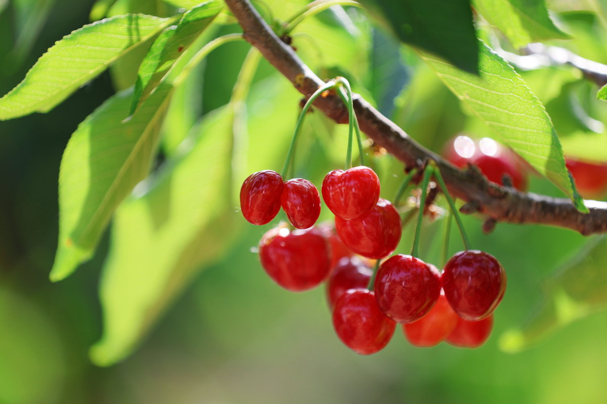 在广东从化,有一种水果,它色泽鲜红,味道甘甜,这就是从化樱桃.
