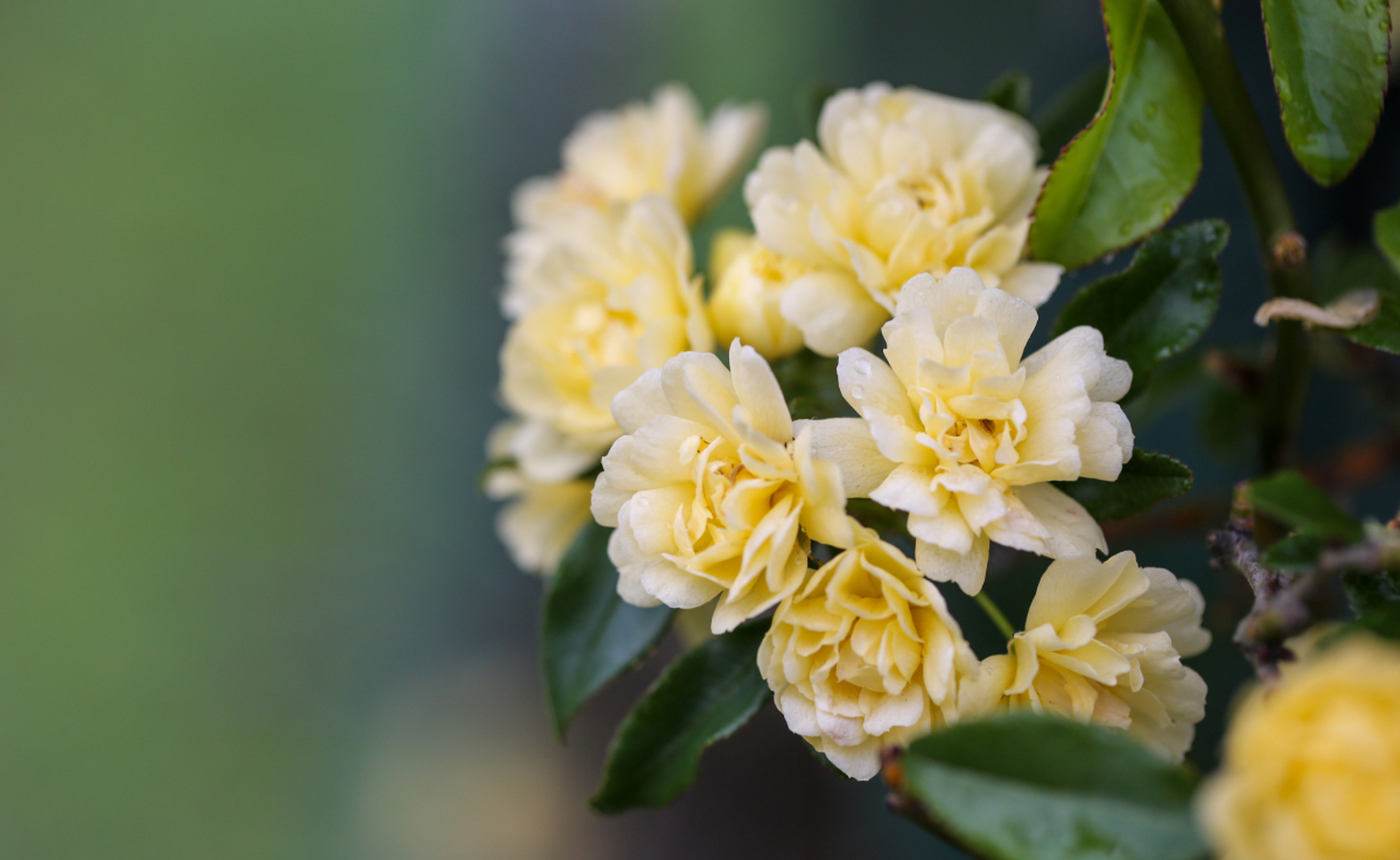 木香花图片高清图片