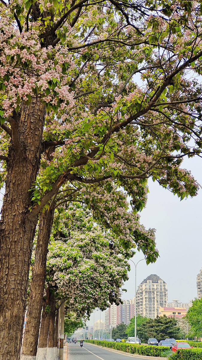 "百木之王"楸树,淡粉色花朵宛如撑开的花伞