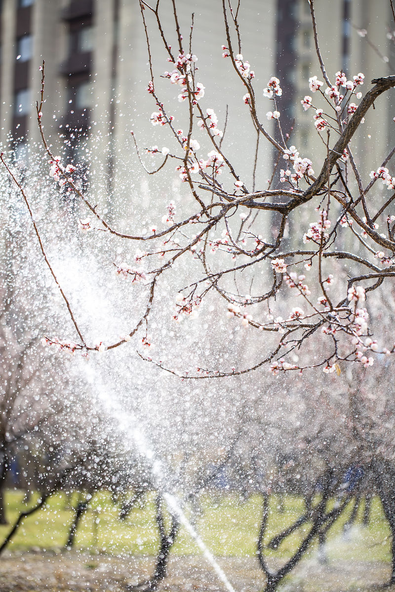 春色缠绵:燕子不归春事晚,一汀烟雨杏花寒