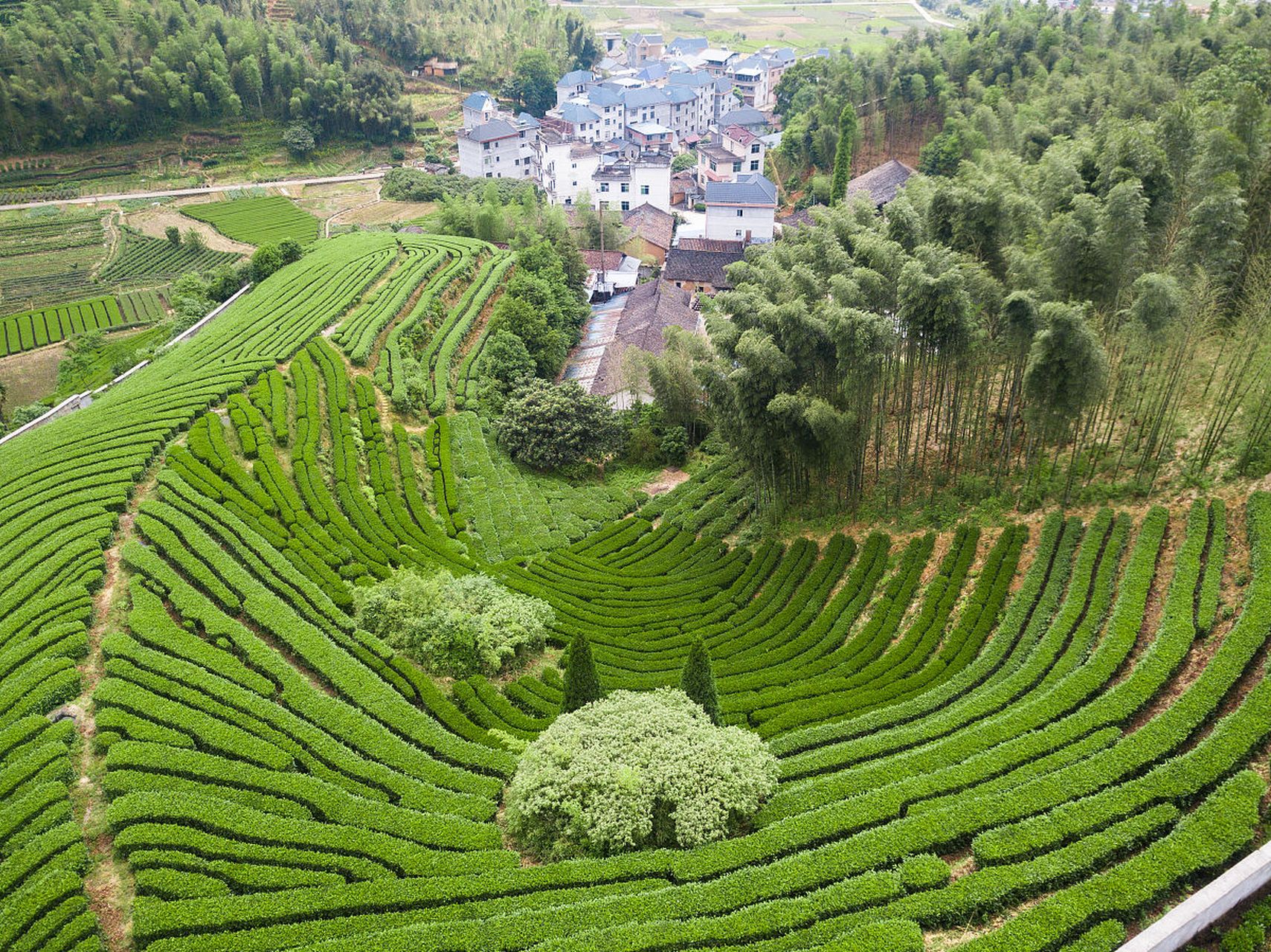 紫阳茶山图片