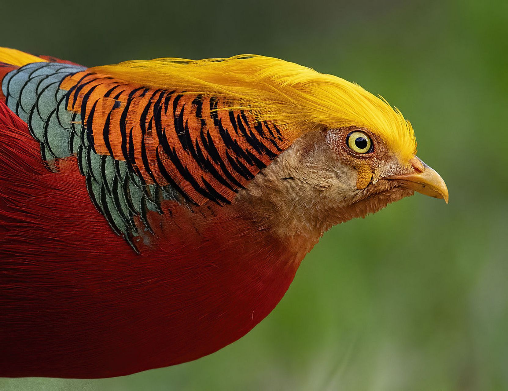 五彩锦鸡(chrysolophus pictus):亦称金鸡,古代禽鸟名,神话传说中的不