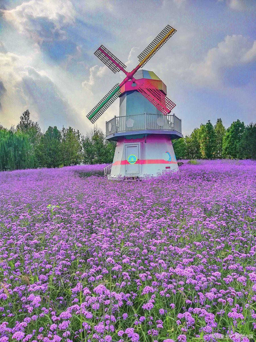 在江苏盐城的荷兰花海,五彩斑斓的花朵竞相绽放