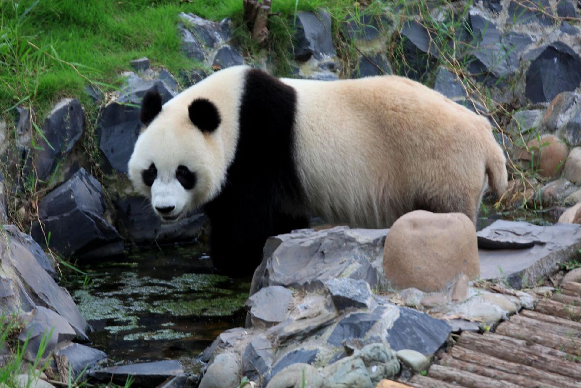 你,是否也被大熊猫的魅力所吸引呢?#动物趣图