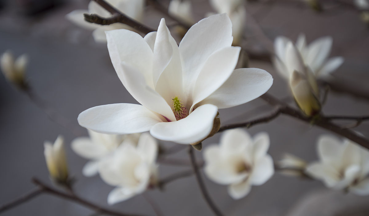 白兰花图片壁纸图片