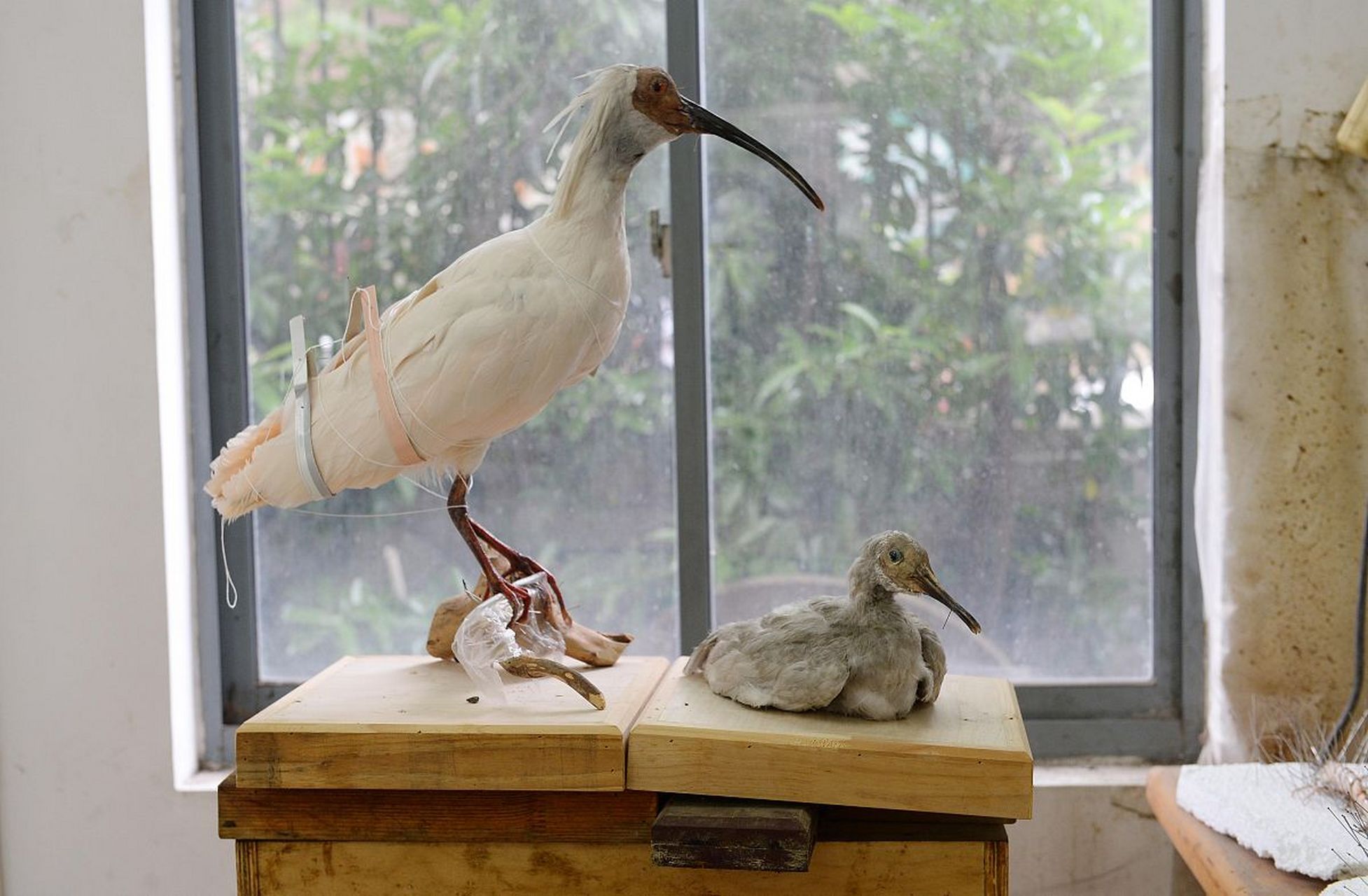 科学家亨德里克·安东·洛伦兹(hendrik antoon lorentz,1853年7月18