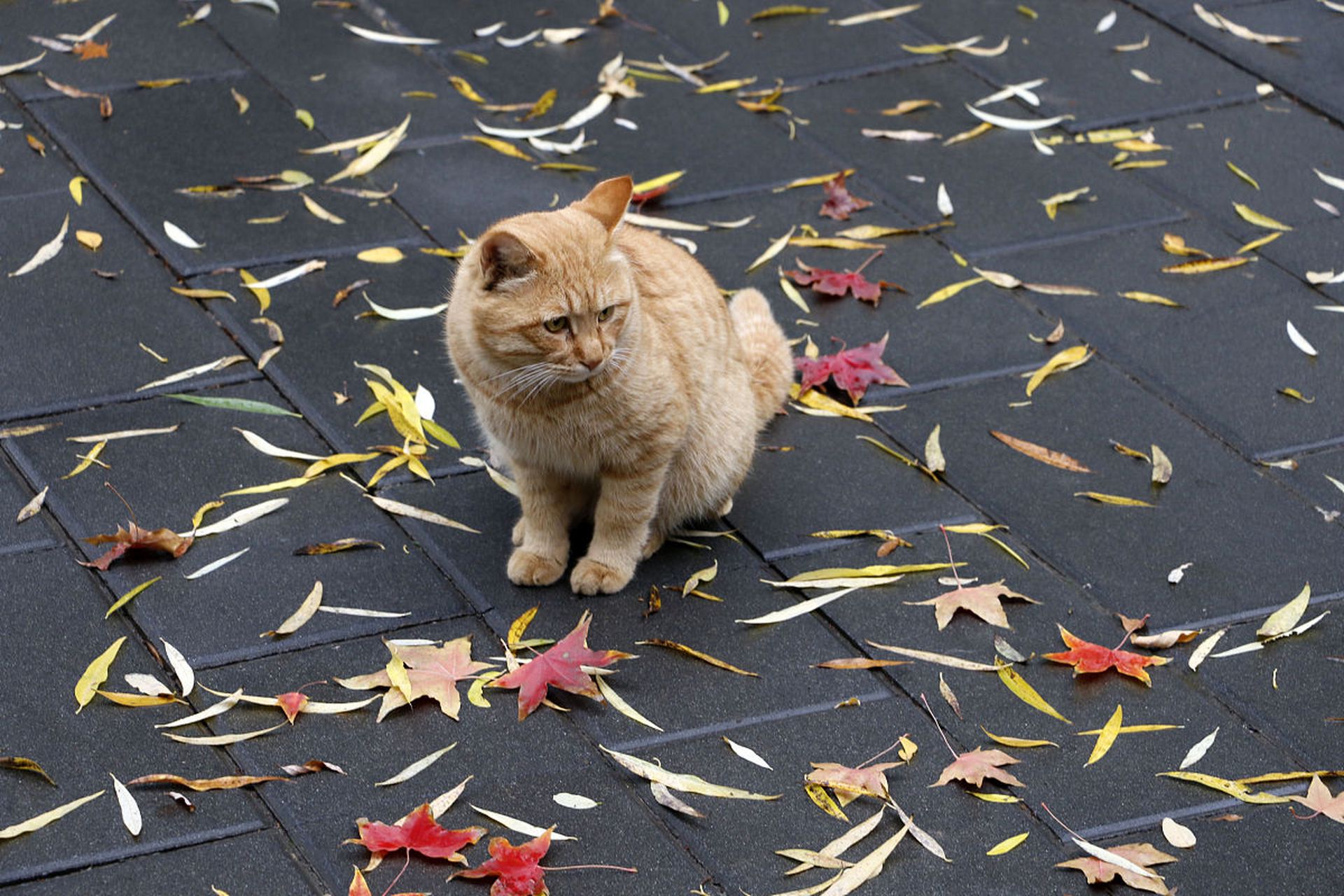猫:在秋天的屋檐下,猫们安静地晒太阳,享受着美丽的秋景和温暖的气候.