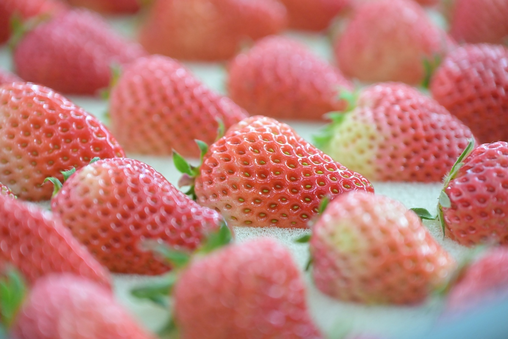 其色泽艳丽,形状小巧玲珑,香气独特迷人,味道甜而不腻,酸而不涩.