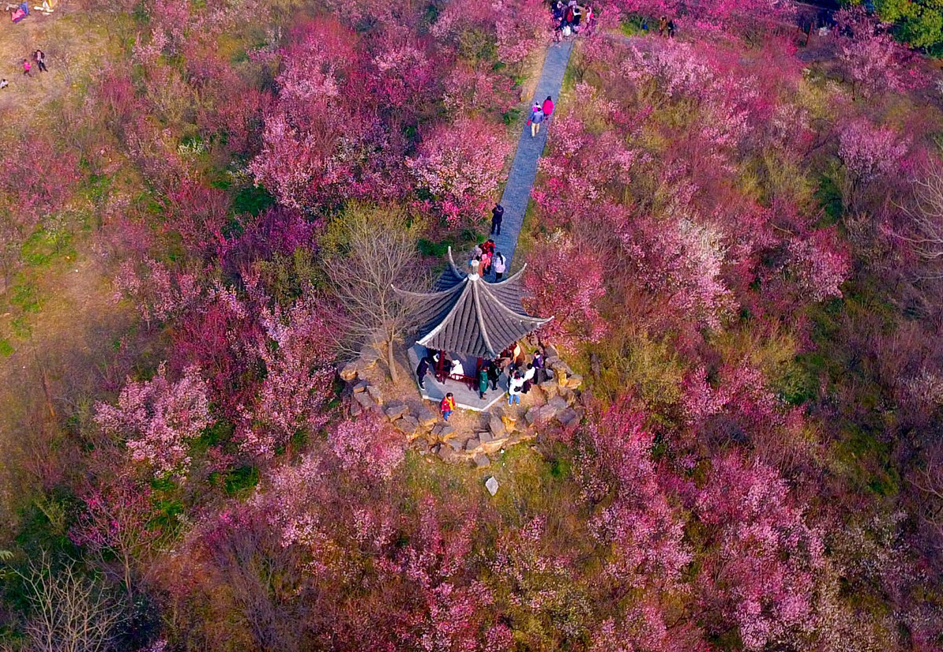 泗洪桃花岛风景区图片