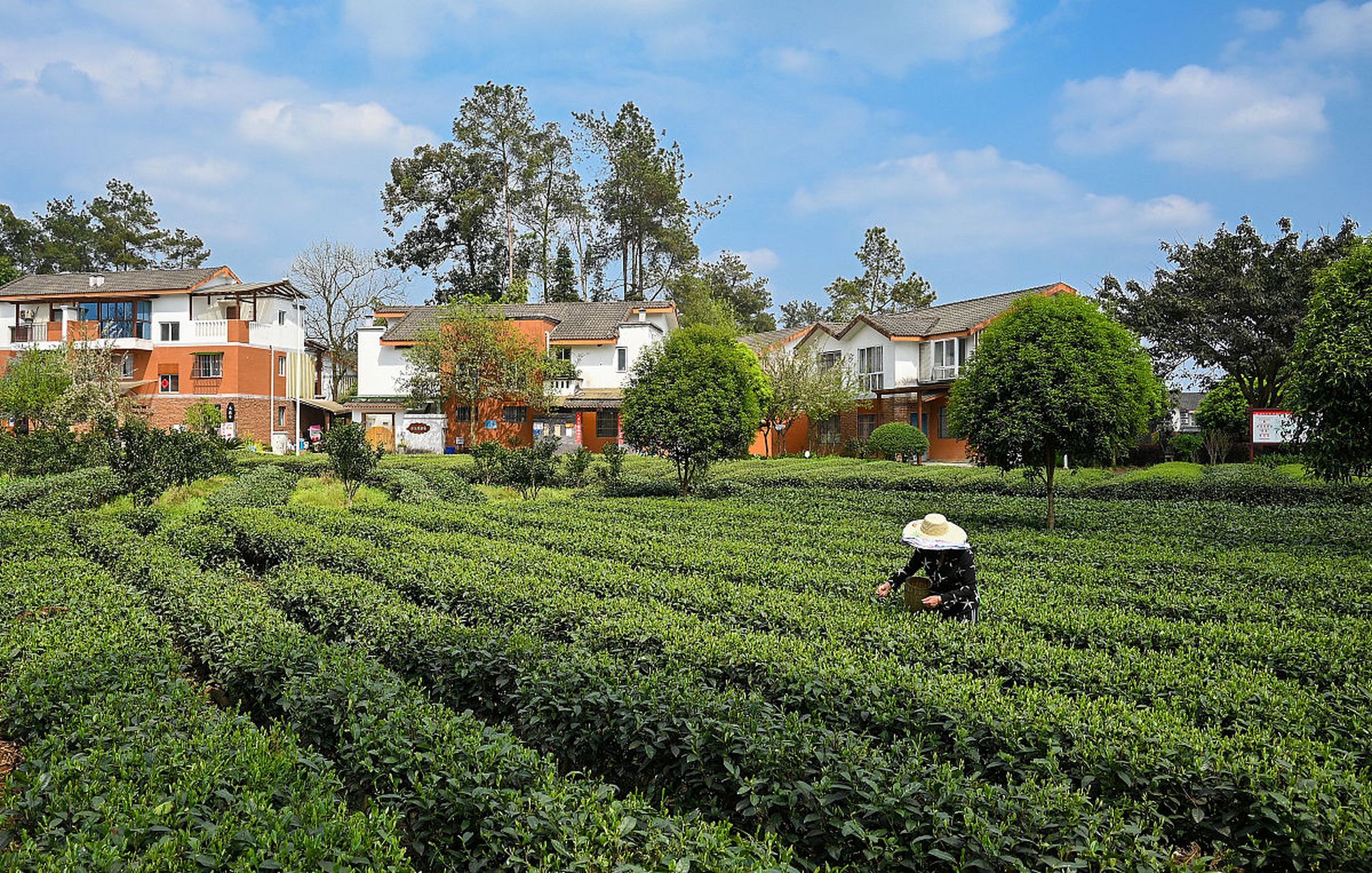 成佳茶乡,位于成都市蒲江县的成佳镇,是一处集自然风光,人文底蕴与茶